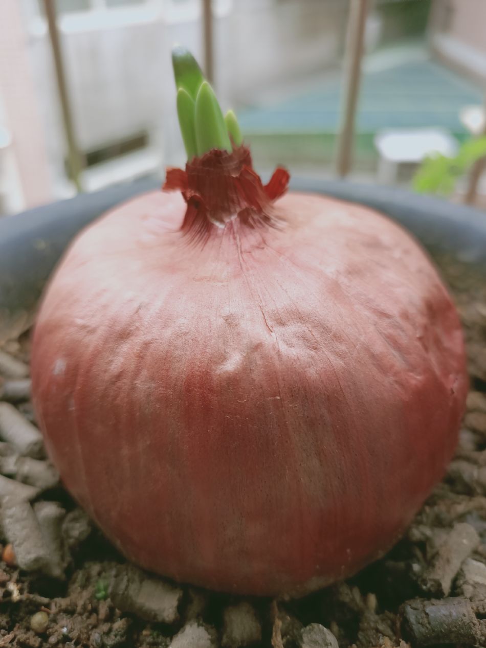 文件 : <FONT COLOR='red'>(109.03.25)種植-5.JPG</FONT> <BR> 尺寸 : <FONT COLOR='blue'>950 × 1267</FONT> 圖元 <BR> 格式 : <FONT COLOR='green'>jpg</FONT> <BR> 大小 : <FONT COLOR='green'> -- </FONT> KB