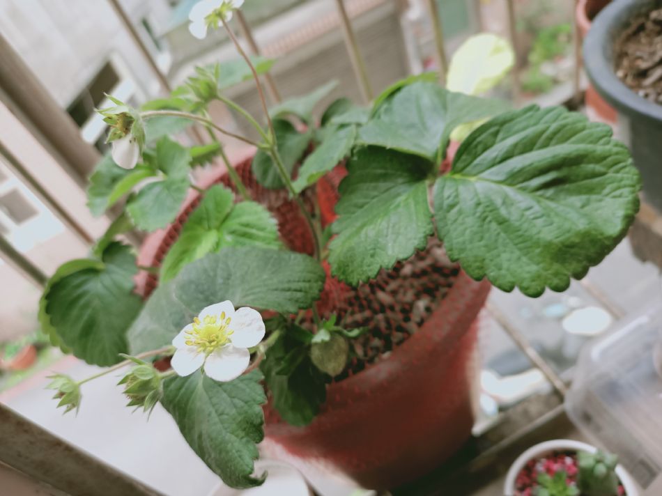 文件 : <FONT COLOR='red'>(109.03.25)種植-6.JPG</FONT> <BR> 尺寸 : <FONT COLOR='blue'>950 × 712</FONT> 圖元 <BR> 格式 : <FONT COLOR='green'>jpg</FONT> <BR> 大小 : <FONT COLOR='green'> -- </FONT> KB