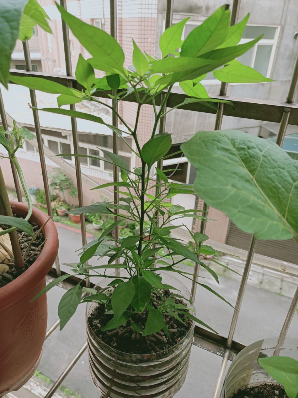 文件 : <FONT COLOR='red'>(109.03.25)種植-7.JPG</FONT> <BR> 尺寸 : <FONT COLOR='blue'>950 × 1267</FONT> 圖元 <BR> 格式 : <FONT COLOR='green'>jpg</FONT> <BR> 大小 : <FONT COLOR='green'> -- </FONT> KB