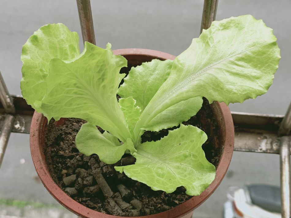 文件 : <FONT COLOR='red'>(109.03.25)種植-8.JPG</FONT> <BR> 尺寸 : <FONT COLOR='blue'>950 × 712</FONT> 圖元 <BR> 格式 : <FONT COLOR='green'>jpg</FONT> <BR> 大小 : <FONT COLOR='green'> -- </FONT> KB