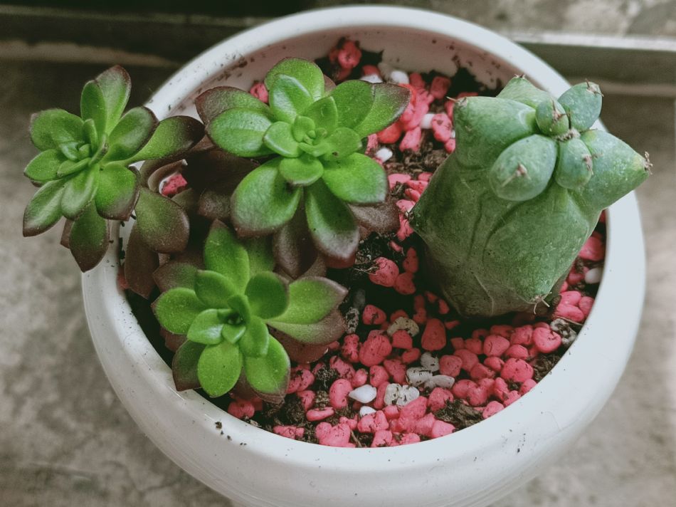 文件 : <FONT COLOR='red'>(109.03.25)種植-9.JPG</FONT> <BR> 尺寸 : <FONT COLOR='blue'>950 × 712</FONT> 圖元 <BR> 格式 : <FONT COLOR='green'>jpg</FONT> <BR> 大小 : <FONT COLOR='green'> -- </FONT> KB