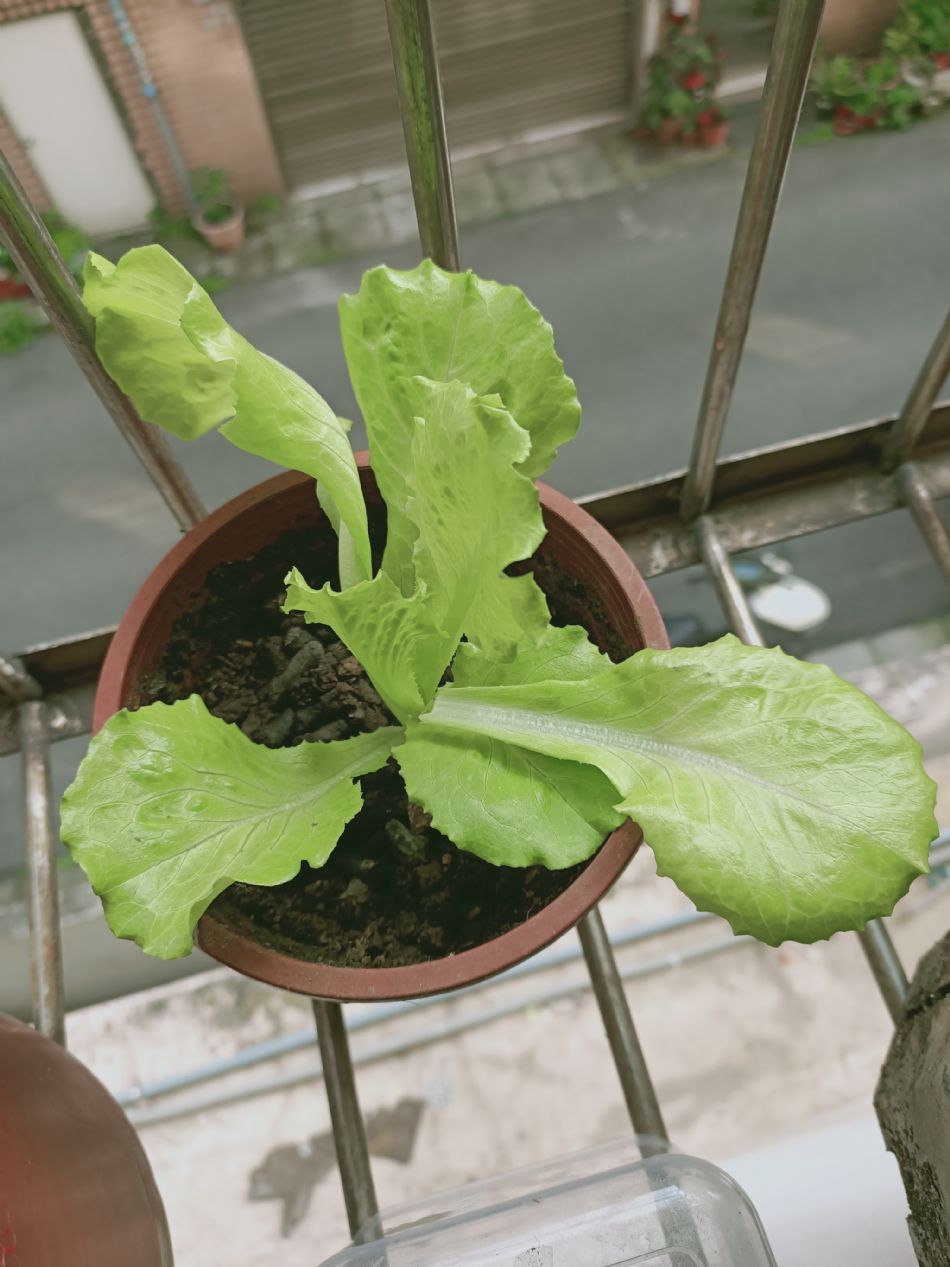 文件 : <FONT COLOR='red'>(109.03.26)種植-1.JPG</FONT> <BR> 尺寸 : <FONT COLOR='blue'>950 × 1267</FONT> 圖元 <BR> 格式 : <FONT COLOR='green'>jpg</FONT> <BR> 大小 : <FONT COLOR='green'> -- </FONT> KB