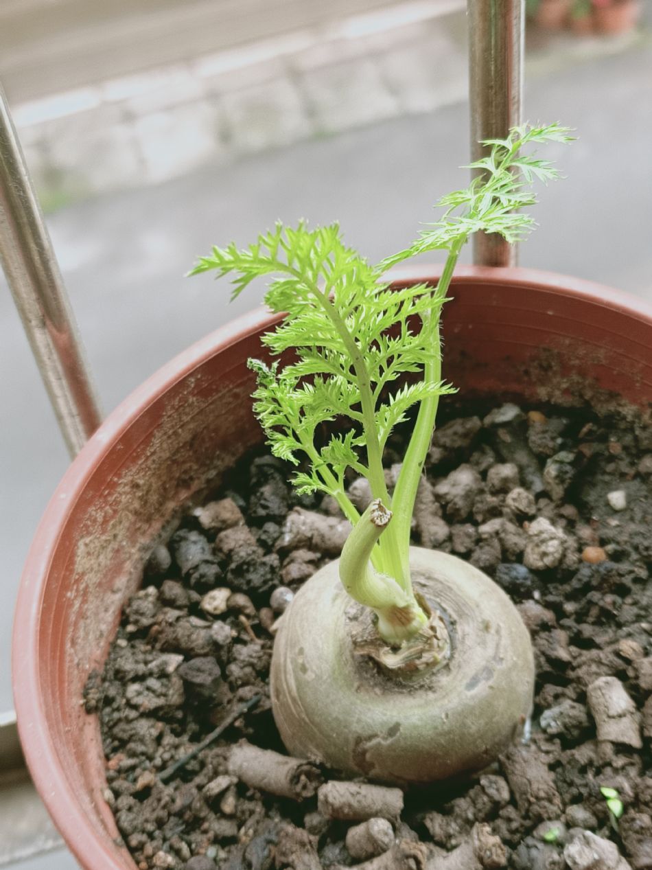 文件 : <FONT COLOR='red'>(109.03.26)種植-2.JPG</FONT> <BR> 尺寸 : <FONT COLOR='blue'>950 × 1267</FONT> 圖元 <BR> 格式 : <FONT COLOR='green'>jpg</FONT> <BR> 大小 : <FONT COLOR='green'> -- </FONT> KB