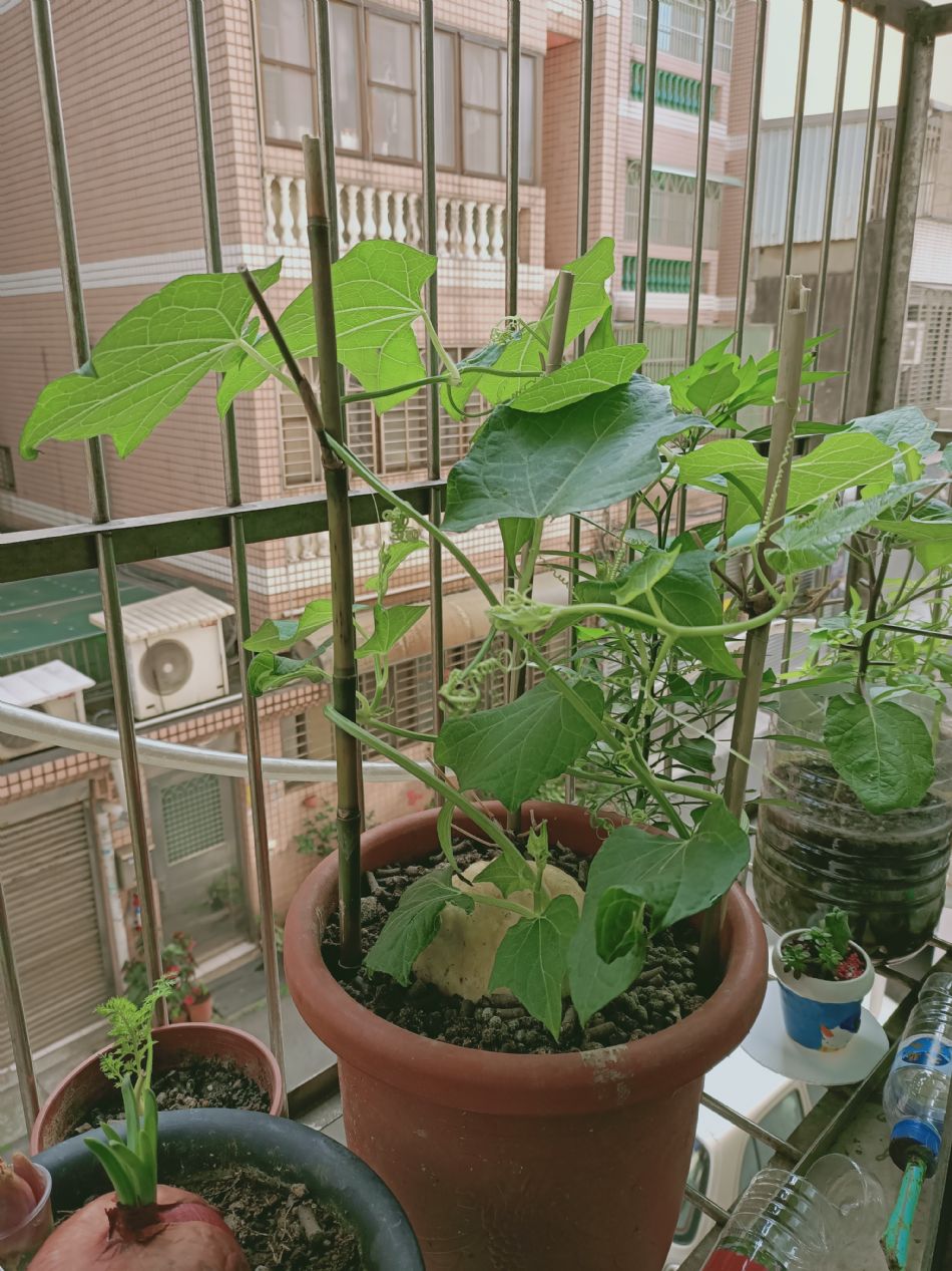 文件 : <FONT COLOR='red'>(109.03.26)種植-3.JPG</FONT> <BR> 尺寸 : <FONT COLOR='blue'>950 × 1267</FONT> 圖元 <BR> 格式 : <FONT COLOR='green'>jpg</FONT> <BR> 大小 : <FONT COLOR='green'> -- </FONT> KB