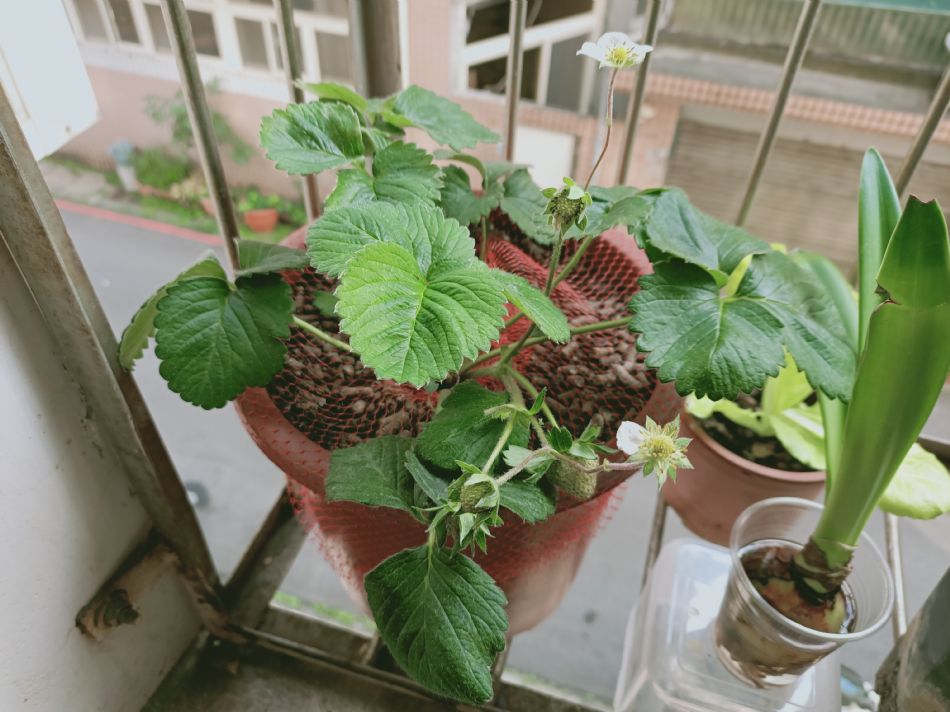 文件 : <FONT COLOR='red'>(109.03.26)種植-8.JPG</FONT> <BR> 尺寸 : <FONT COLOR='blue'>950 × 712</FONT> 圖元 <BR> 格式 : <FONT COLOR='green'>jpg</FONT> <BR> 大小 : <FONT COLOR='green'> -- </FONT> KB