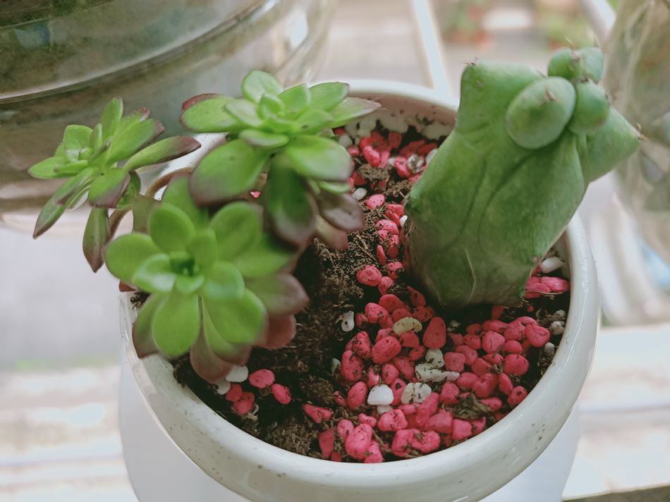 文件 : <FONT COLOR='red'>(109.03.26)種植-9.JPG</FONT> <BR> 尺寸 : <FONT COLOR='blue'>950 × 712</FONT> 圖元 <BR> 格式 : <FONT COLOR='green'>jpg</FONT> <BR> 大小 : <FONT COLOR='green'> -- </FONT> KB