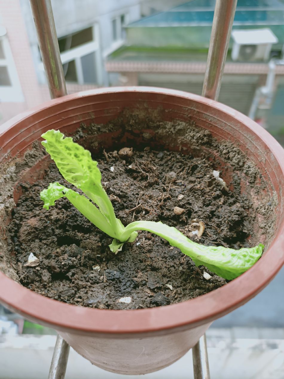 文件 : <FONT COLOR='red'>(109.04.07)種植-1.JPG</FONT> <BR> 尺寸 : <FONT COLOR='blue'>950 × 1267</FONT> 圖元 <BR> 格式 : <FONT COLOR='green'>jpg</FONT> <BR> 大小 : <FONT COLOR='green'> -- </FONT> KB