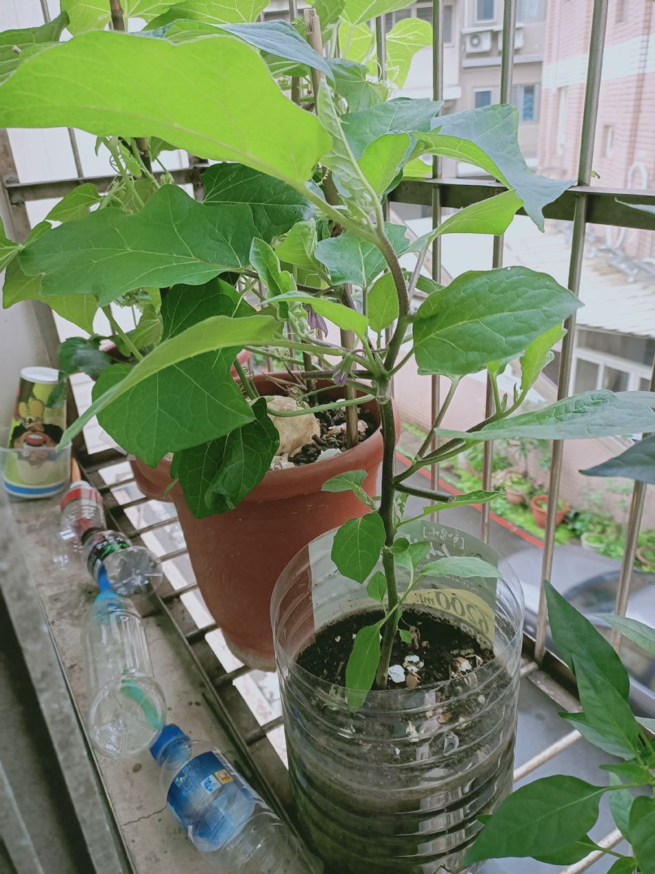 文件 : <FONT COLOR='red'>(109.04.07)種植-10.JPG</FONT> <BR> 尺寸 : <FONT COLOR='blue'>950 × 1267</FONT> 圖元 <BR> 格式 : <FONT COLOR='green'>jpg</FONT> <BR> 大小 : <FONT COLOR='green'> -- </FONT> KB