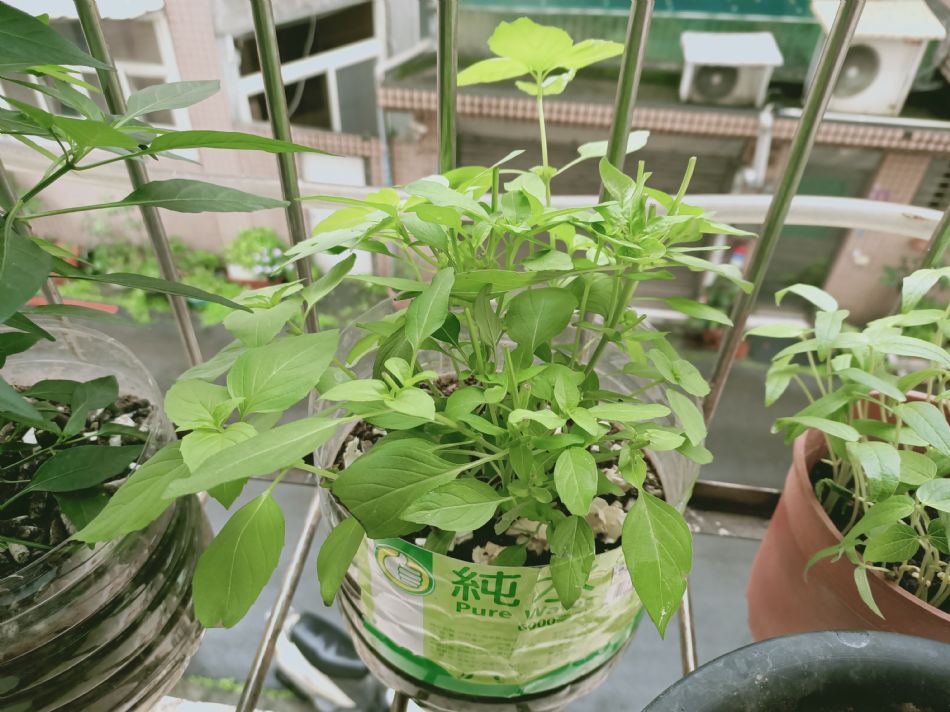 文件 : <FONT COLOR='red'>(109.04.07)種植-11.JPG</FONT> <BR> 尺寸 : <FONT COLOR='blue'>950 × 712</FONT> 圖元 <BR> 格式 : <FONT COLOR='green'>jpg</FONT> <BR> 大小 : <FONT COLOR='green'> -- </FONT> KB