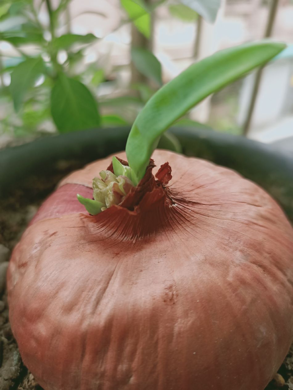 文件 : <FONT COLOR='red'>(109.04.07)種植-12.JPG</FONT> <BR> 尺寸 : <FONT COLOR='blue'>950 × 1267</FONT> 圖元 <BR> 格式 : <FONT COLOR='green'>jpg</FONT> <BR> 大小 : <FONT COLOR='green'> -- </FONT> KB