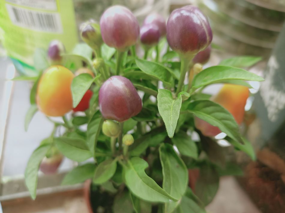 文件 : <FONT COLOR='red'>(109.04.07)種植-13.JPG</FONT> <BR> 尺寸 : <FONT COLOR='blue'>950 × 712</FONT> 圖元 <BR> 格式 : <FONT COLOR='green'>jpg</FONT> <BR> 大小 : <FONT COLOR='green'> -- </FONT> KB