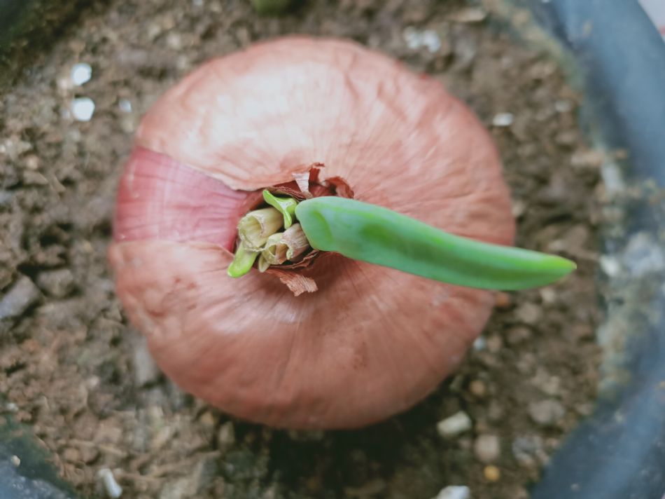 文件 : <FONT COLOR='red'>(109.04.07)種植-14.JPG</FONT> <BR> 尺寸 : <FONT COLOR='blue'>950 × 712</FONT> 圖元 <BR> 格式 : <FONT COLOR='green'>jpg</FONT> <BR> 大小 : <FONT COLOR='green'> -- </FONT> KB