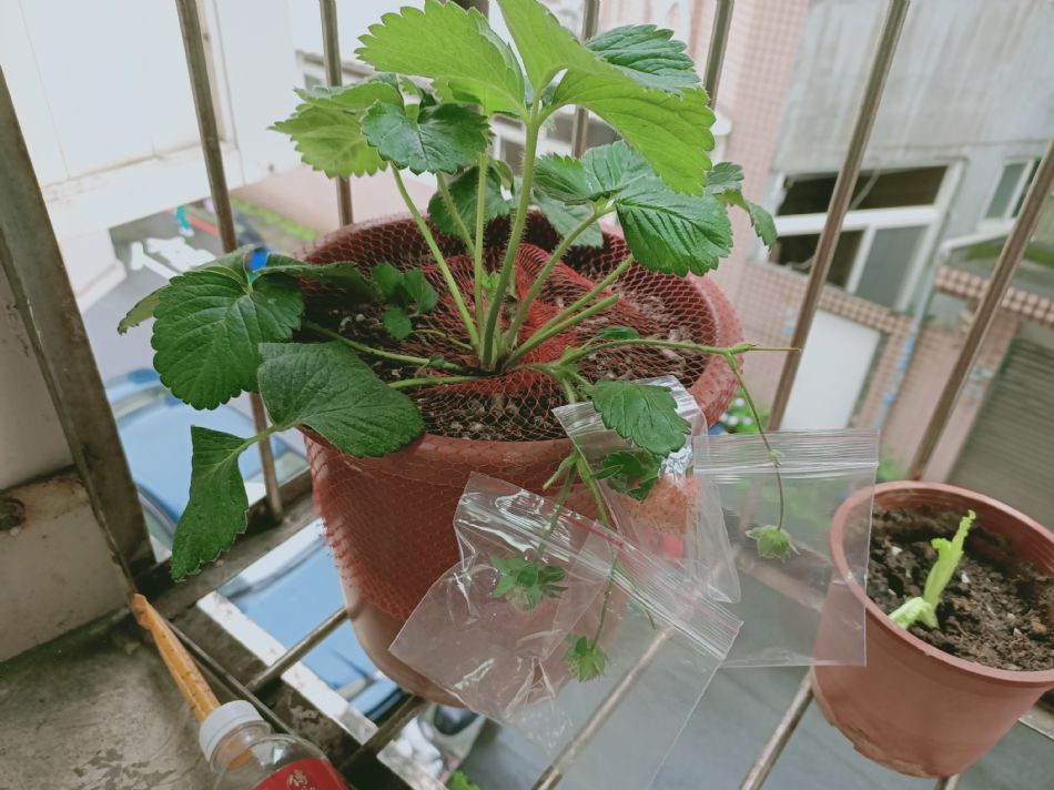 文件 : <FONT COLOR='red'>(109.04.07)種植-15.JPG</FONT> <BR> 尺寸 : <FONT COLOR='blue'>950 × 712</FONT> 圖元 <BR> 格式 : <FONT COLOR='green'>jpg</FONT> <BR> 大小 : <FONT COLOR='green'> -- </FONT> KB