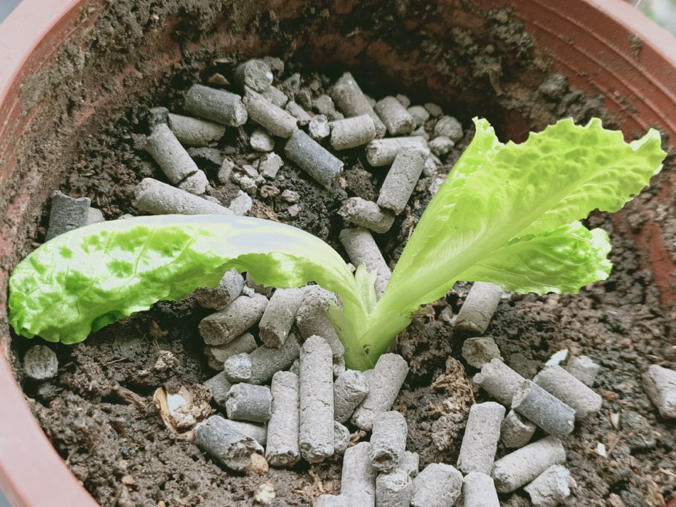 文件 : <FONT COLOR='red'>(109.04.07)種植-16.JPG</FONT> <BR> 尺寸 : <FONT COLOR='blue'>950 × 712</FONT> 圖元 <BR> 格式 : <FONT COLOR='green'>jpg</FONT> <BR> 大小 : <FONT COLOR='green'> -- </FONT> KB