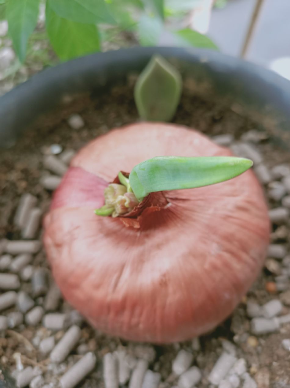 文件 : <FONT COLOR='red'>(109.04.07)種植-5.JPG</FONT> <BR> 尺寸 : <FONT COLOR='blue'>950 × 1267</FONT> 圖元 <BR> 格式 : <FONT COLOR='green'>jpg</FONT> <BR> 大小 : <FONT COLOR='green'> -- </FONT> KB