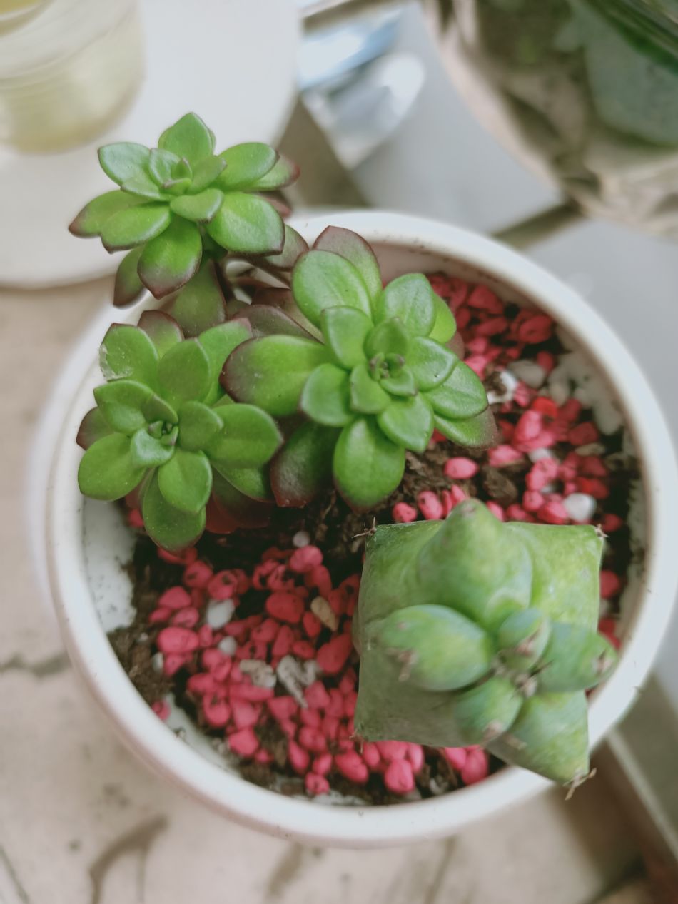 文件 : <FONT COLOR='red'>(109.04.07)種植-6.JPG</FONT> <BR> 尺寸 : <FONT COLOR='blue'>950 × 1267</FONT> 圖元 <BR> 格式 : <FONT COLOR='green'>jpg</FONT> <BR> 大小 : <FONT COLOR='green'> -- </FONT> KB