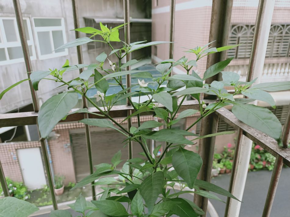 文件 : <FONT COLOR='red'>(109.04.07)種植-7.JPG</FONT> <BR> 尺寸 : <FONT COLOR='blue'>950 × 712</FONT> 圖元 <BR> 格式 : <FONT COLOR='green'>jpg</FONT> <BR> 大小 : <FONT COLOR='green'> -- </FONT> KB