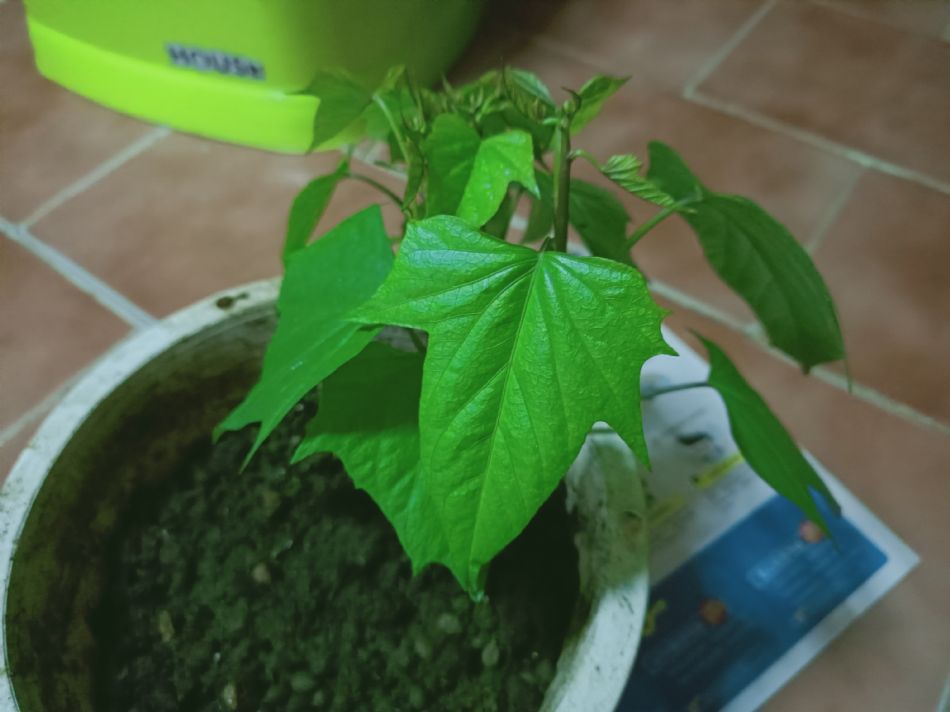 文件 : <FONT COLOR='red'>(109.04.10)種植-4.JPG</FONT> <BR> 尺寸 : <FONT COLOR='blue'>950 × 712</FONT> 圖元 <BR> 格式 : <FONT COLOR='green'>jpg</FONT> <BR> 大小 : <FONT COLOR='green'> -- </FONT> KB