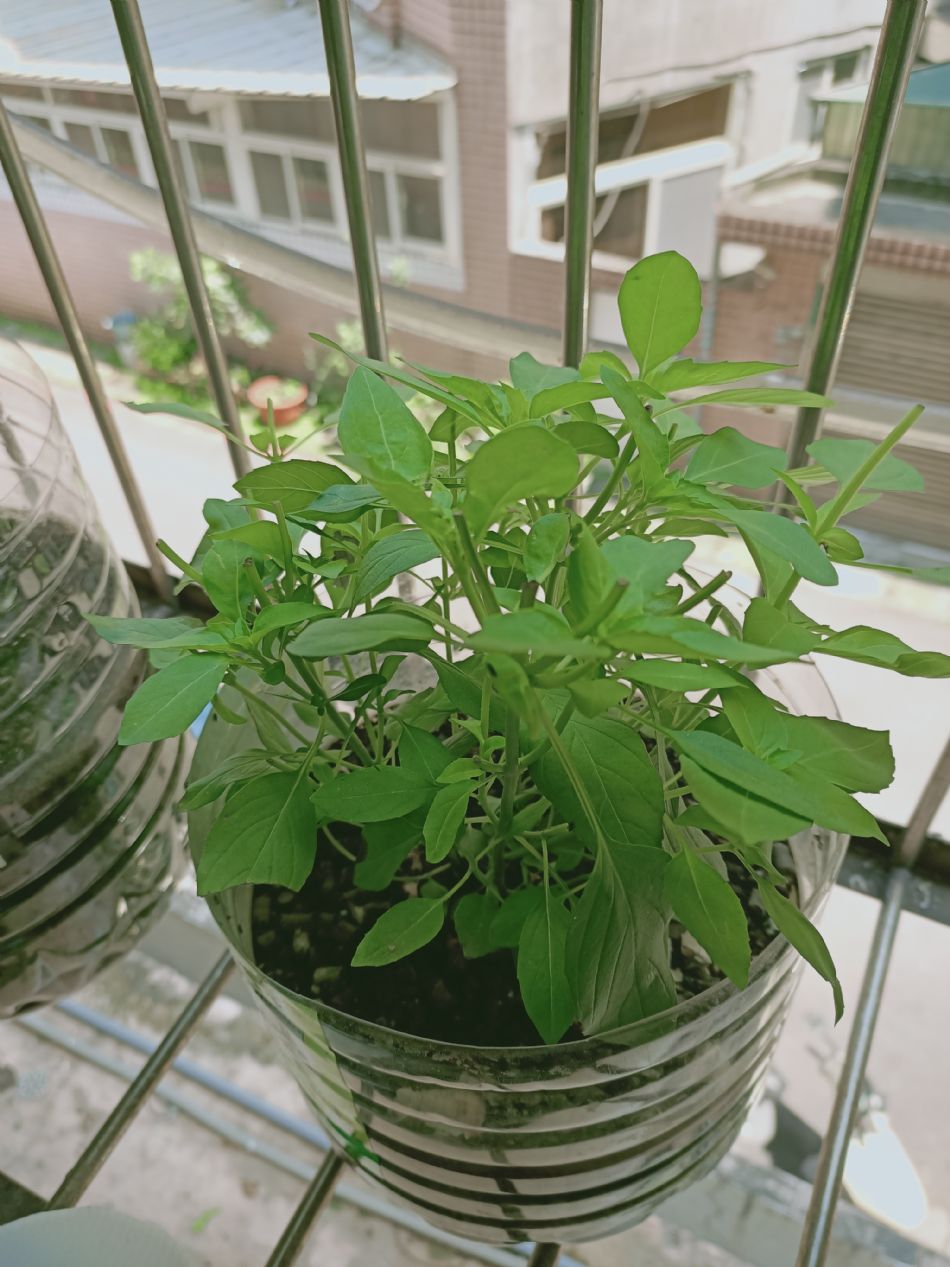 文件 : <FONT COLOR='red'>(109.04.10)種植-8.JPG</FONT> <BR> 尺寸 : <FONT COLOR='blue'>950 × 1267</FONT> 圖元 <BR> 格式 : <FONT COLOR='green'>jpg</FONT> <BR> 大小 : <FONT COLOR='green'> -- </FONT> KB