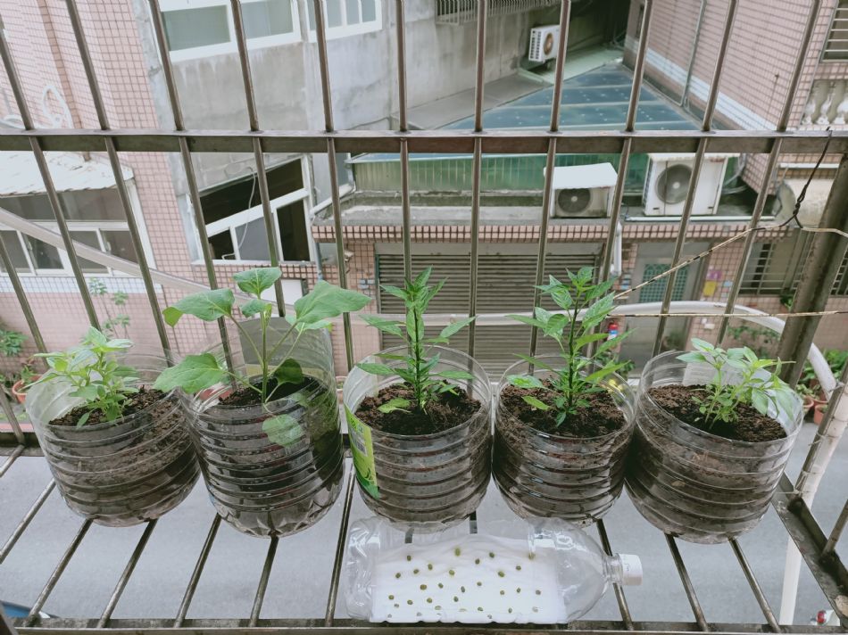 文件 : <FONT COLOR='red'>(109.02.11)種植.JPG</FONT> <BR> 尺寸 : <FONT COLOR='blue'>950 × 712</FONT> 圖元 <BR> 格式 : <FONT COLOR='green'>jpg</FONT> <BR> 大小 : <FONT COLOR='green'> -- </FONT> KB