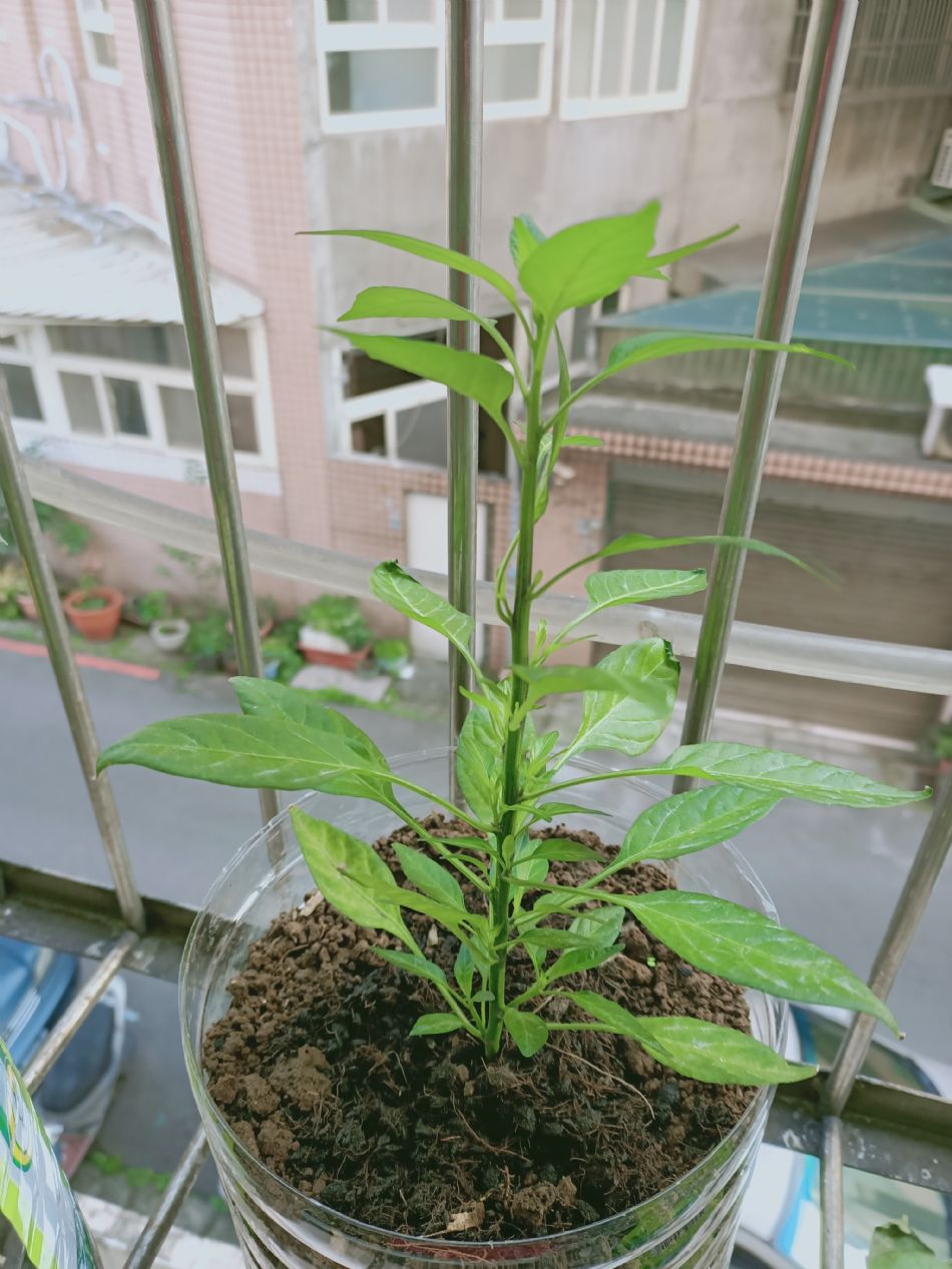 文件 : <FONT COLOR='red'>(109.02.18)種植.JPG</FONT> <BR> 尺寸 : <FONT COLOR='blue'>950 × 1267</FONT> 圖元 <BR> 格式 : <FONT COLOR='green'>jpg</FONT> <BR> 大小 : <FONT COLOR='green'> -- </FONT> KB