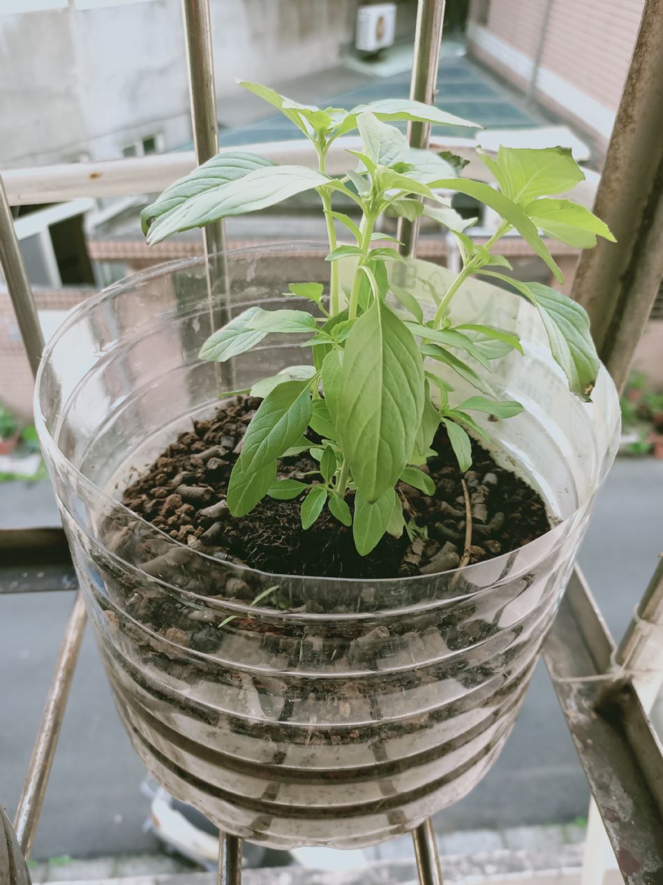 文件 : <FONT COLOR='red'>(109.02.19)種植-6.JPG</FONT> <BR> 尺寸 : <FONT COLOR='blue'>950 × 1267</FONT> 圖元 <BR> 格式 : <FONT COLOR='green'>jpg</FONT> <BR> 大小 : <FONT COLOR='green'> -- </FONT> KB