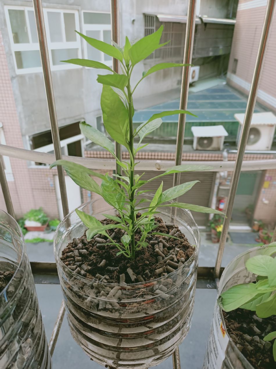 文件 : <FONT COLOR='red'>(109.02.19)種植.JPG</FONT> <BR> 尺寸 : <FONT COLOR='blue'>950 × 1267</FONT> 圖元 <BR> 格式 : <FONT COLOR='green'>jpg</FONT> <BR> 大小 : <FONT COLOR='green'> -- </FONT> KB