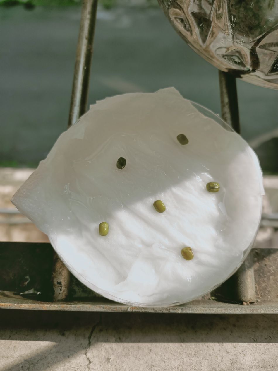 文件 : <FONT COLOR='red'>(109.02.21)種植.JPG</FONT> <BR> 尺寸 : <FONT COLOR='blue'>950 × 1267</FONT> 圖元 <BR> 格式 : <FONT COLOR='green'>jpg</FONT> <BR> 大小 : <FONT COLOR='green'> -- </FONT> KB