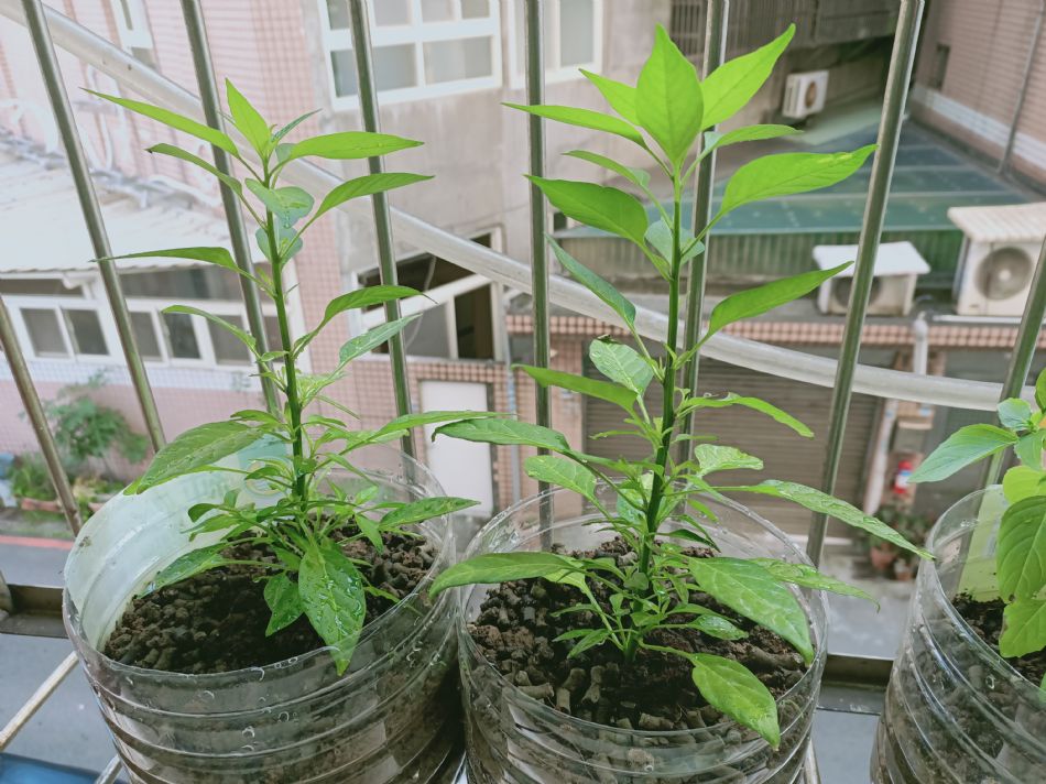 文件 : <FONT COLOR='red'>(109.02.24)種植.JPG</FONT> <BR> 尺寸 : <FONT COLOR='blue'>950 × 712</FONT> 圖元 <BR> 格式 : <FONT COLOR='green'>jpg</FONT> <BR> 大小 : <FONT COLOR='green'> -- </FONT> KB