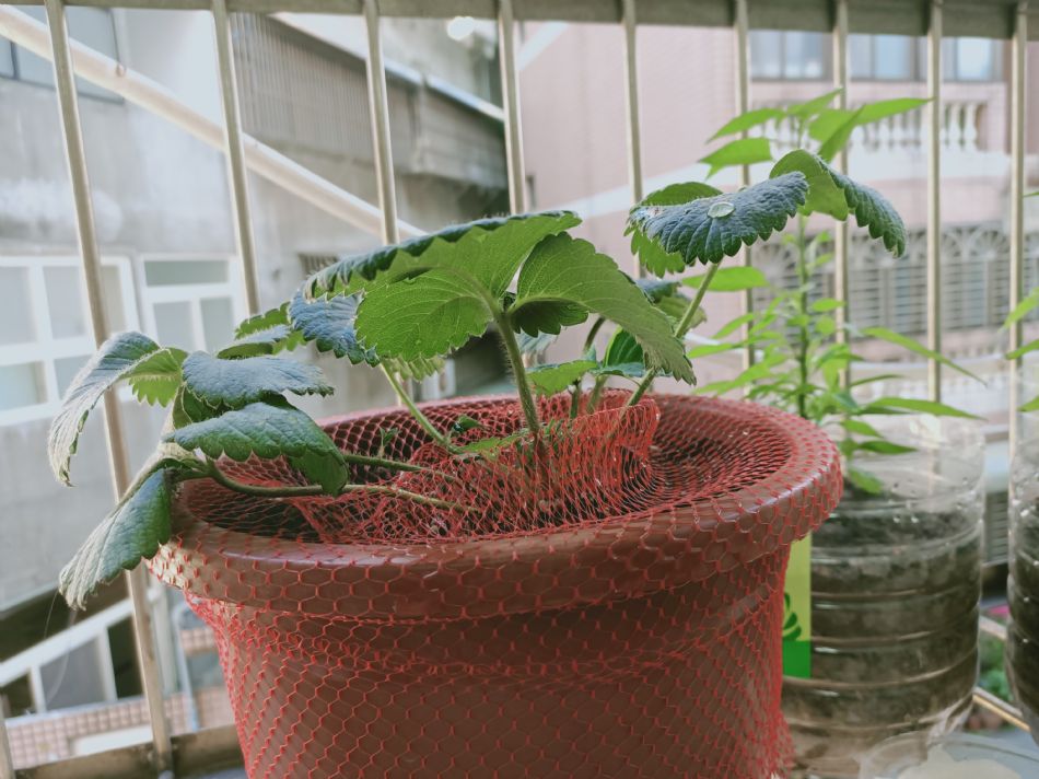 文件 : <FONT COLOR='red'>(109.02.25)種植-1.JPG</FONT> <BR> 尺寸 : <FONT COLOR='blue'>950 × 712</FONT> 圖元 <BR> 格式 : <FONT COLOR='green'>jpg</FONT> <BR> 大小 : <FONT COLOR='green'> -- </FONT> KB