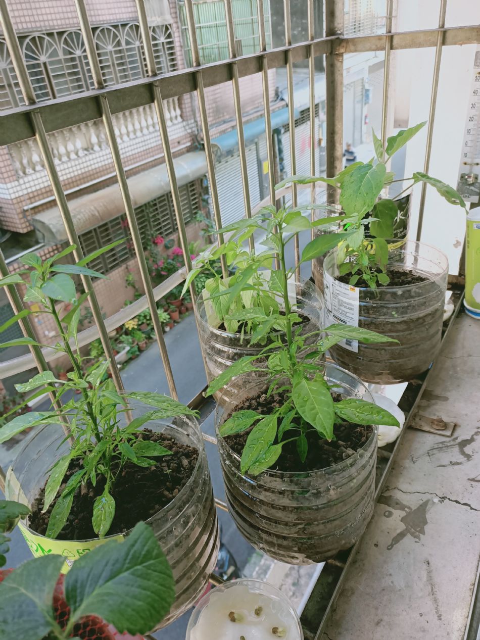 文件 : <FONT COLOR='red'>(109.02.25)種植-2.JPG</FONT> <BR> 尺寸 : <FONT COLOR='blue'>950 × 1267</FONT> 圖元 <BR> 格式 : <FONT COLOR='green'>jpg</FONT> <BR> 大小 : <FONT COLOR='green'> -- </FONT> KB