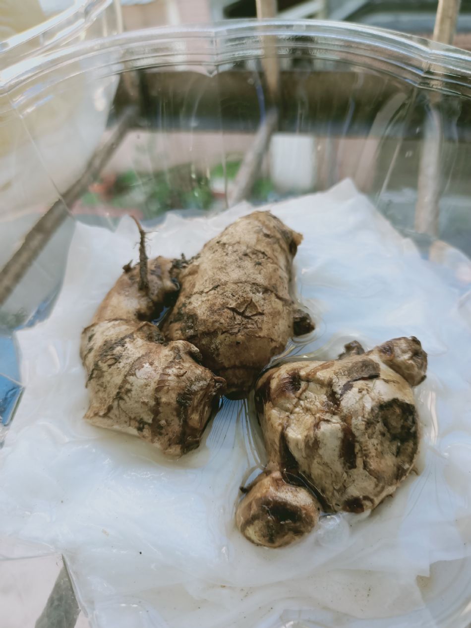 文件 : <FONT COLOR='red'>(109.02.25)種植-3.JPG</FONT> <BR> 尺寸 : <FONT COLOR='blue'>950 × 1267</FONT> 圖元 <BR> 格式 : <FONT COLOR='green'>jpg</FONT> <BR> 大小 : <FONT COLOR='green'> -- </FONT> KB