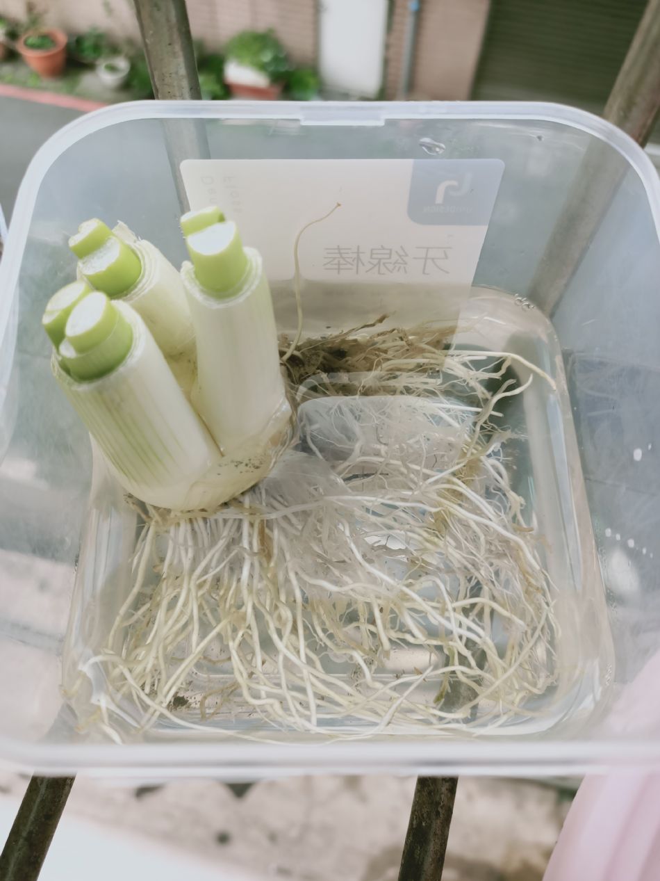 文件 : <FONT COLOR='red'>(109.02.27)種植-12.JPG</FONT> <BR> 尺寸 : <FONT COLOR='blue'>950 × 1267</FONT> 圖元 <BR> 格式 : <FONT COLOR='green'>jpg</FONT> <BR> 大小 : <FONT COLOR='green'> -- </FONT> KB