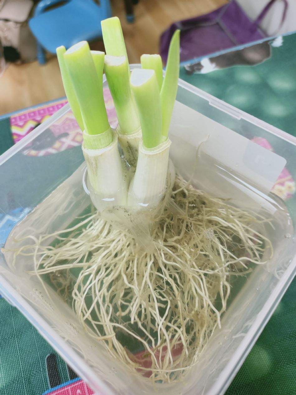 文件 : <FONT COLOR='red'>(109.03.02)種植-10.JPG</FONT> <BR> 尺寸 : <FONT COLOR='blue'>950 × 1267</FONT> 圖元 <BR> 格式 : <FONT COLOR='green'>jpg</FONT> <BR> 大小 : <FONT COLOR='green'> -- </FONT> KB