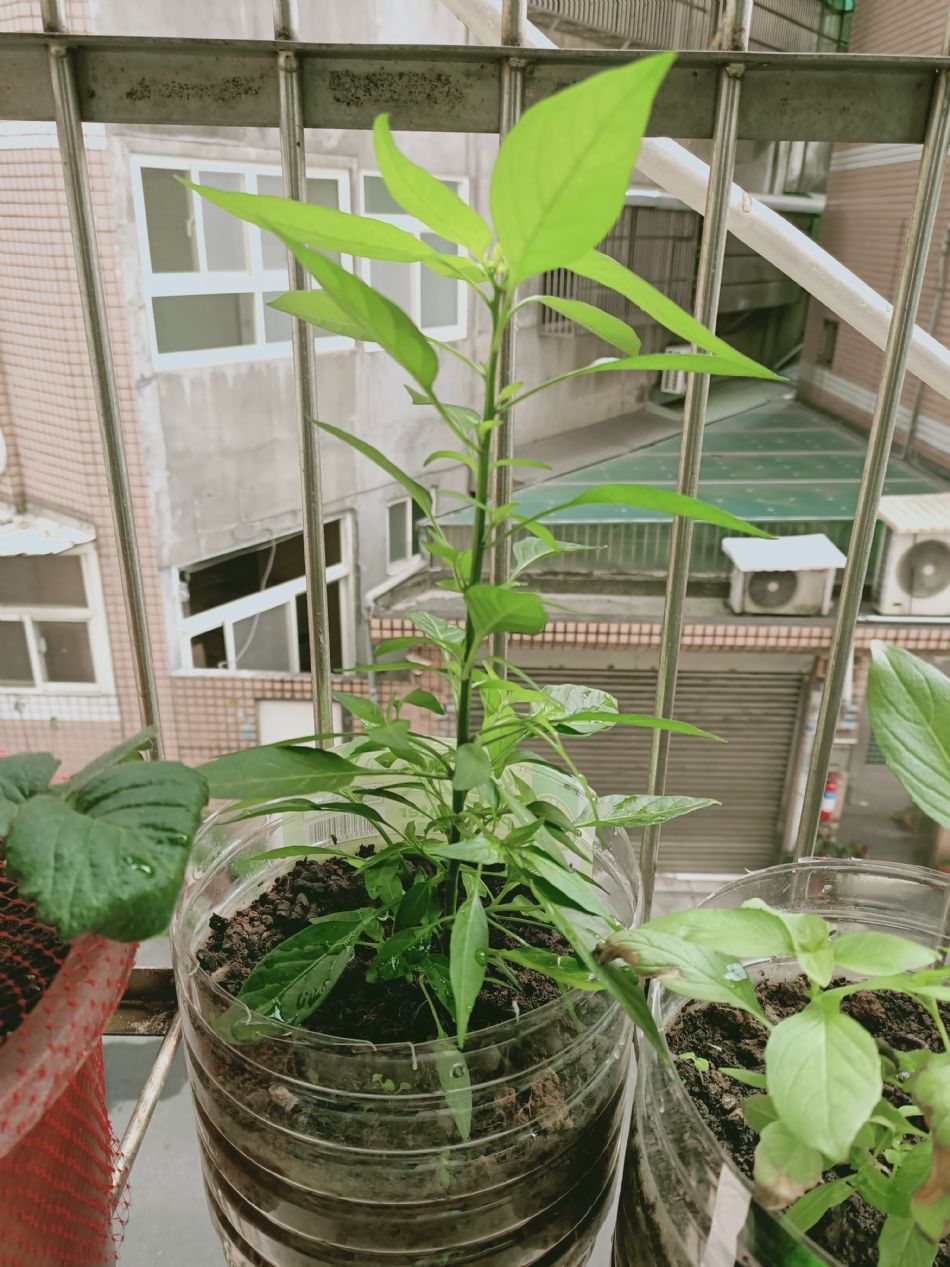 文件 : <FONT COLOR='red'>(109.03.02)種植-11.JPG</FONT> <BR> 尺寸 : <FONT COLOR='blue'>950 × 1267</FONT> 圖元 <BR> 格式 : <FONT COLOR='green'>jpg</FONT> <BR> 大小 : <FONT COLOR='green'> -- </FONT> KB