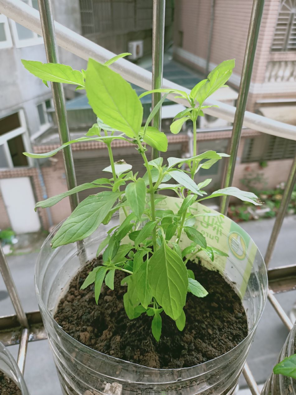 文件 : <FONT COLOR='red'>(109.03.02)種植-12.JPG</FONT> <BR> 尺寸 : <FONT COLOR='blue'>950 × 1267</FONT> 圖元 <BR> 格式 : <FONT COLOR='green'>jpg</FONT> <BR> 大小 : <FONT COLOR='green'> -- </FONT> KB