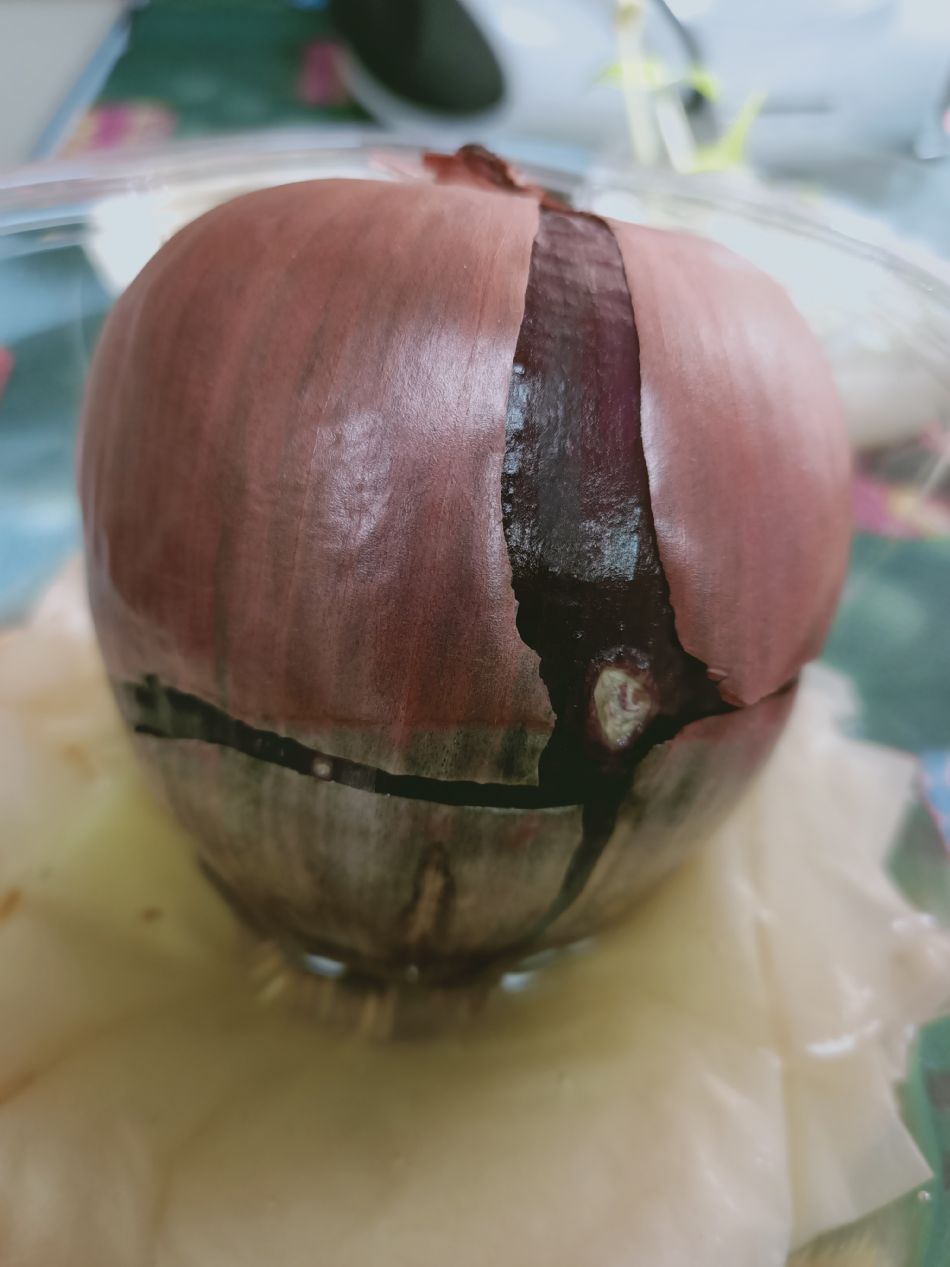 文件 : <FONT COLOR='red'>(109.03.02)種植-2.JPG</FONT> <BR> 尺寸 : <FONT COLOR='blue'>950 × 1267</FONT> 圖元 <BR> 格式 : <FONT COLOR='green'>jpg</FONT> <BR> 大小 : <FONT COLOR='green'> -- </FONT> KB