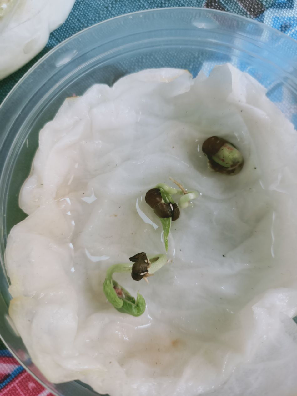 文件 : <FONT COLOR='red'>(109.03.02)種植-3.JPG</FONT> <BR> 尺寸 : <FONT COLOR='blue'>950 × 1267</FONT> 圖元 <BR> 格式 : <FONT COLOR='green'>jpg</FONT> <BR> 大小 : <FONT COLOR='green'> -- </FONT> KB