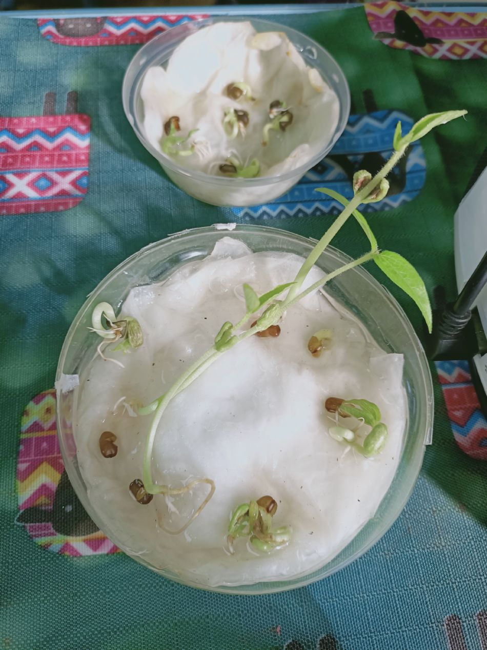 文件 : <FONT COLOR='red'>(109.03.02)種植-4.JPG</FONT> <BR> 尺寸 : <FONT COLOR='blue'>950 × 1267</FONT> 圖元 <BR> 格式 : <FONT COLOR='green'>jpg</FONT> <BR> 大小 : <FONT COLOR='green'> -- </FONT> KB