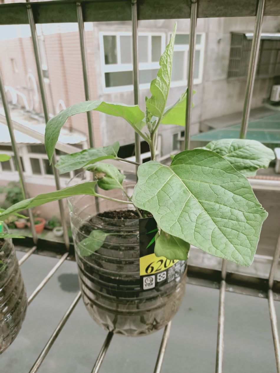 文件 : <FONT COLOR='red'>(109.03.02)種植-5.JPG</FONT> <BR> 尺寸 : <FONT COLOR='blue'>950 × 1267</FONT> 圖元 <BR> 格式 : <FONT COLOR='green'>jpg</FONT> <BR> 大小 : <FONT COLOR='green'> -- </FONT> KB