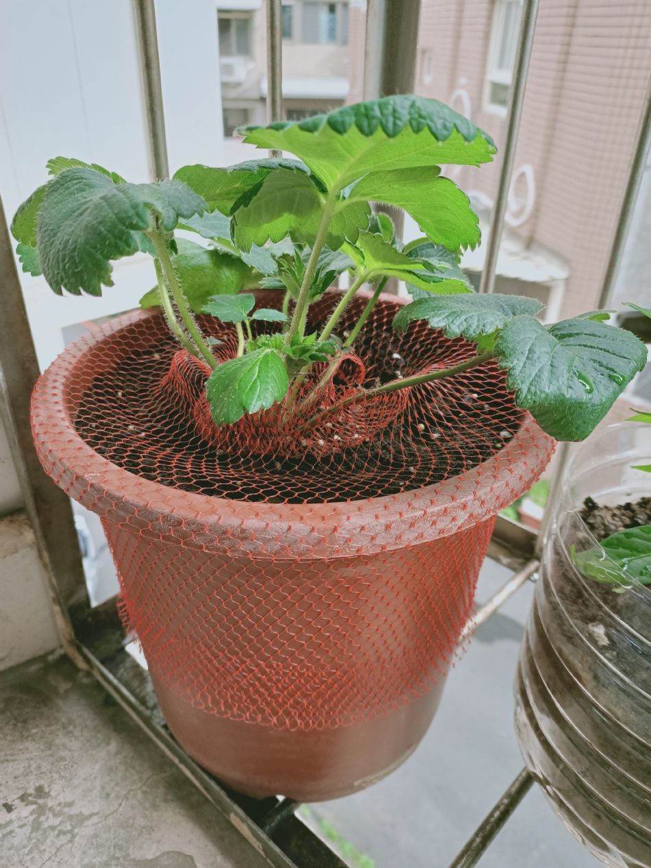 文件 : <FONT COLOR='red'>(109.03.02)種植-7.JPG</FONT> <BR> 尺寸 : <FONT COLOR='blue'>950 × 1267</FONT> 圖元 <BR> 格式 : <FONT COLOR='green'>jpg</FONT> <BR> 大小 : <FONT COLOR='green'> -- </FONT> KB