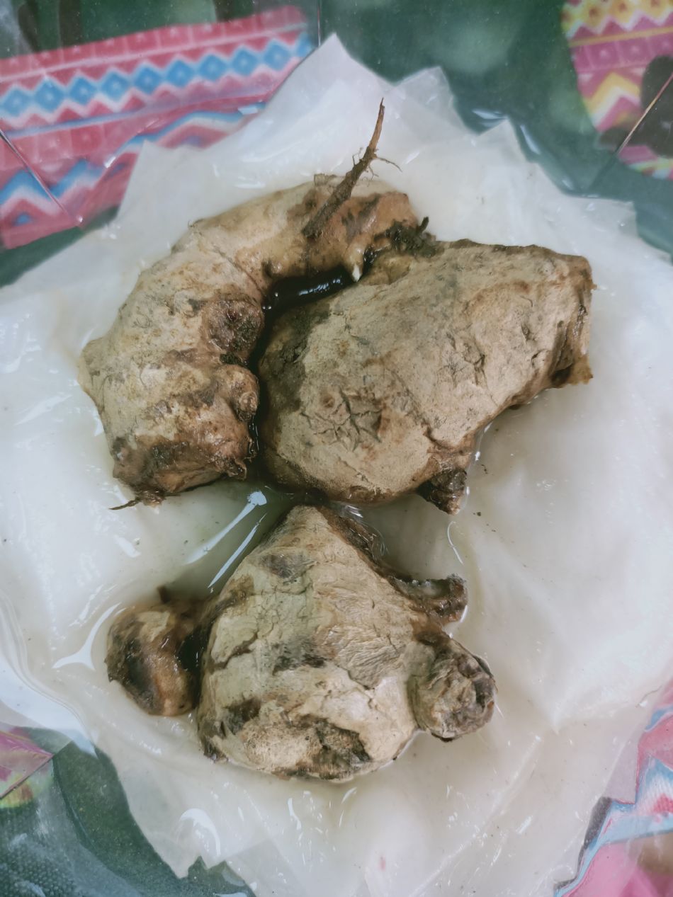 文件 : <FONT COLOR='red'>(109.03.02)種植-8.JPG</FONT> <BR> 尺寸 : <FONT COLOR='blue'>950 × 1267</FONT> 圖元 <BR> 格式 : <FONT COLOR='green'>jpg</FONT> <BR> 大小 : <FONT COLOR='green'> -- </FONT> KB