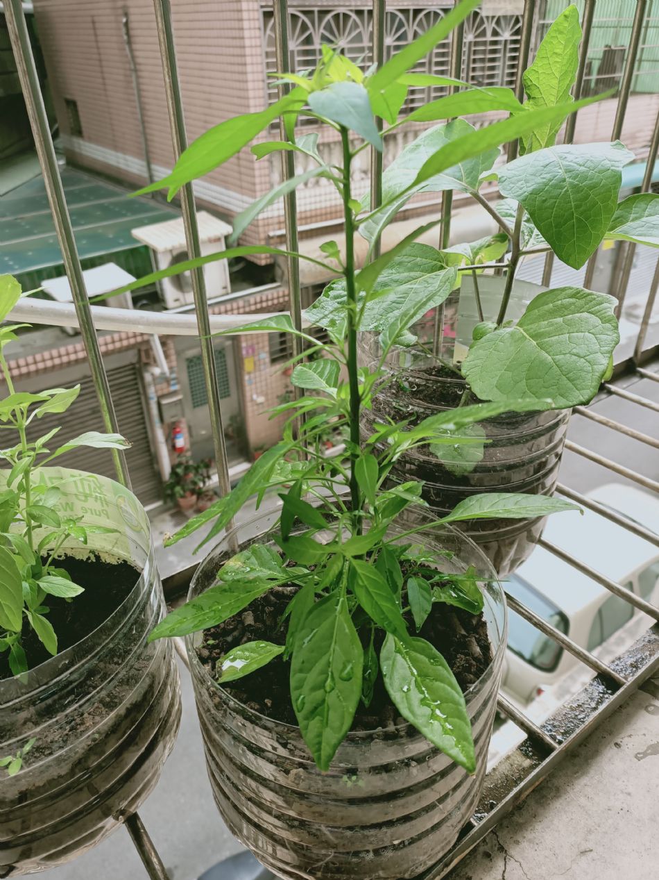 文件 : <FONT COLOR='red'>(109.03.02)種植-9.JPG</FONT> <BR> 尺寸 : <FONT COLOR='blue'>950 × 1267</FONT> 圖元 <BR> 格式 : <FONT COLOR='green'>jpg</FONT> <BR> 大小 : <FONT COLOR='green'> -- </FONT> KB