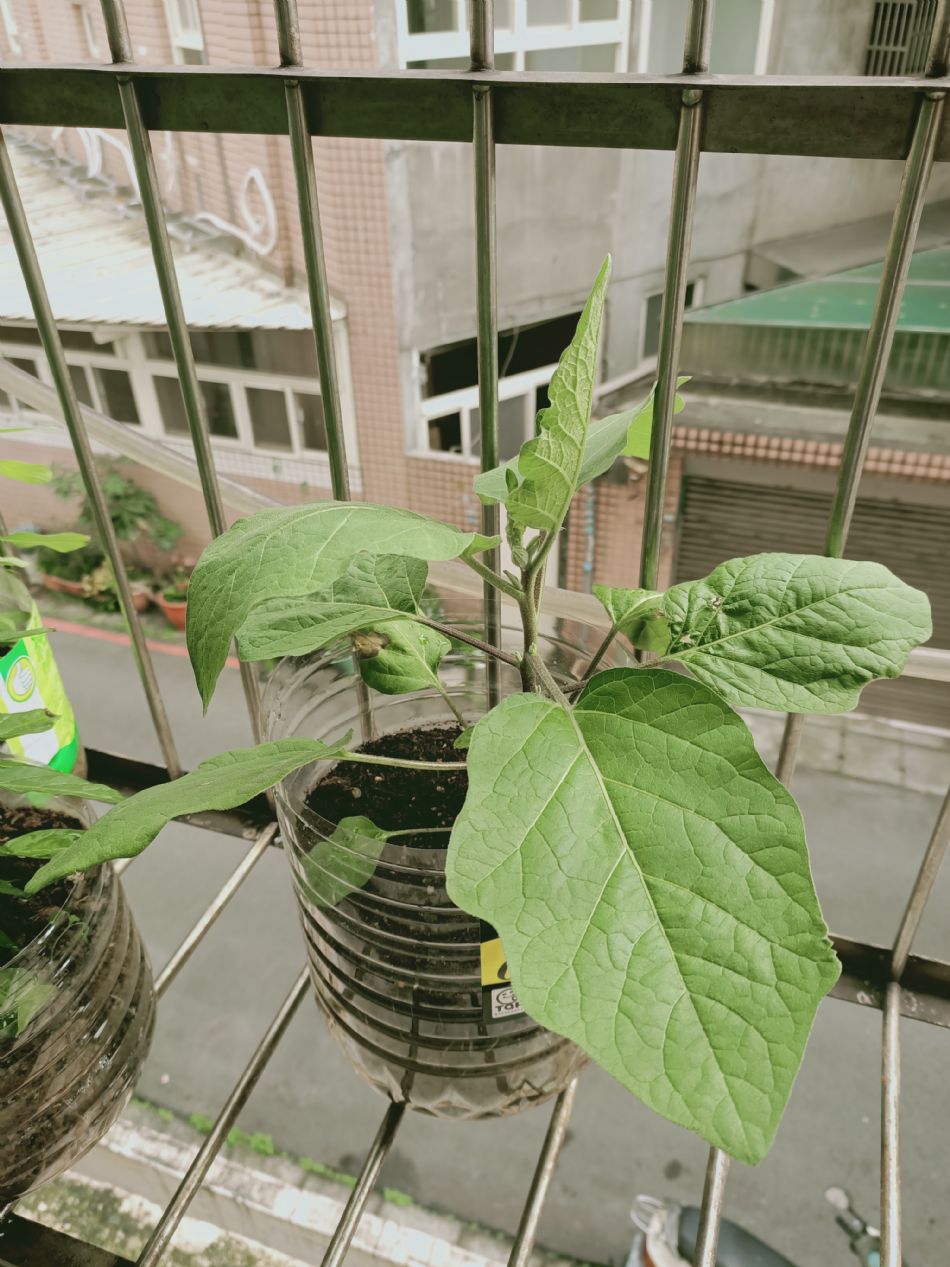 文件 : <FONT COLOR='red'>(109.03.02)種植.JPG</FONT> <BR> 尺寸 : <FONT COLOR='blue'>950 × 1267</FONT> 圖元 <BR> 格式 : <FONT COLOR='green'>jpg</FONT> <BR> 大小 : <FONT COLOR='green'> -- </FONT> KB