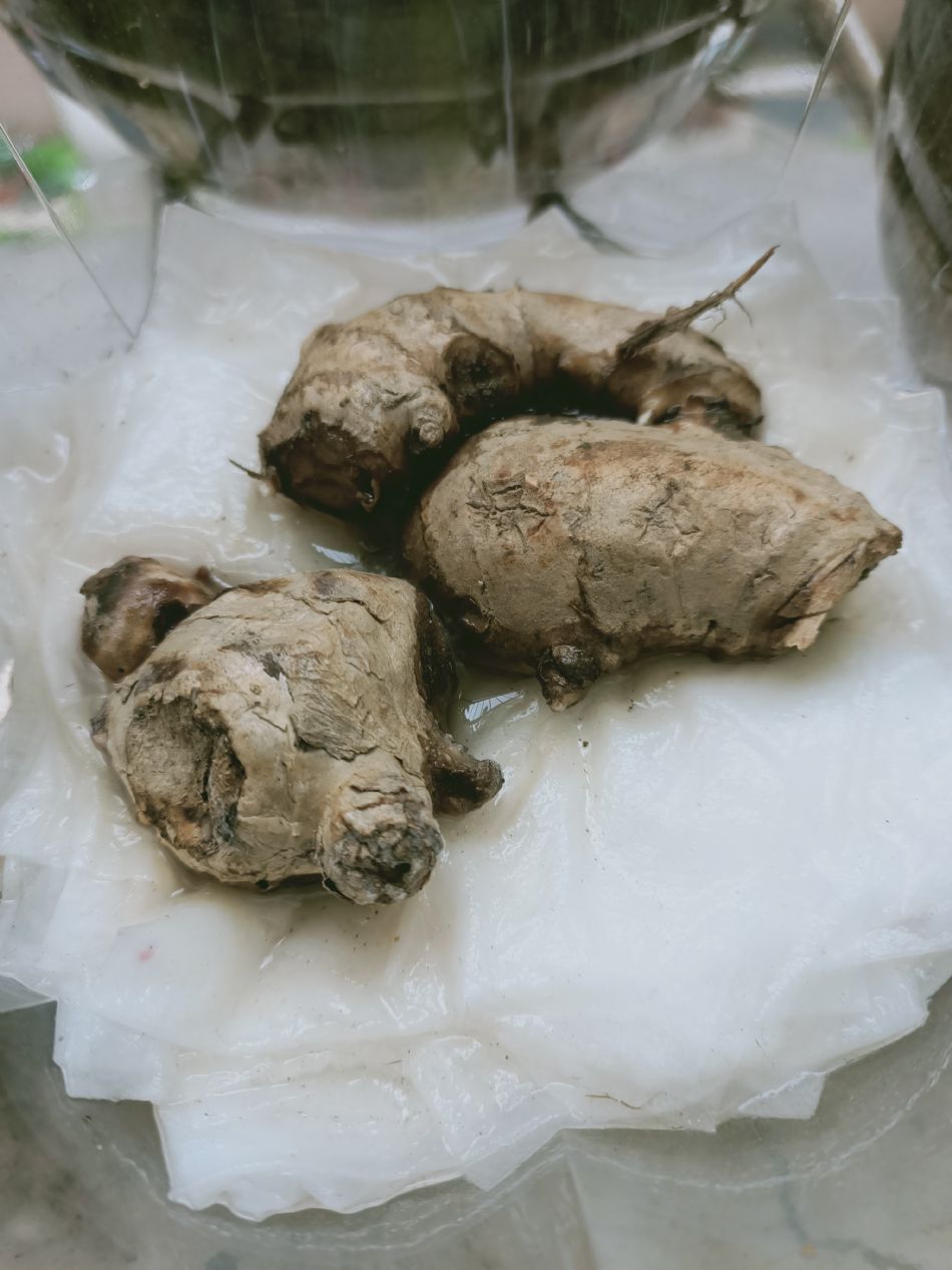 文件 : <FONT COLOR='red'>(109.03.03)種植-1.JPG</FONT> <BR> 尺寸 : <FONT COLOR='blue'>950 × 1267</FONT> 圖元 <BR> 格式 : <FONT COLOR='green'>jpg</FONT> <BR> 大小 : <FONT COLOR='green'> -- </FONT> KB