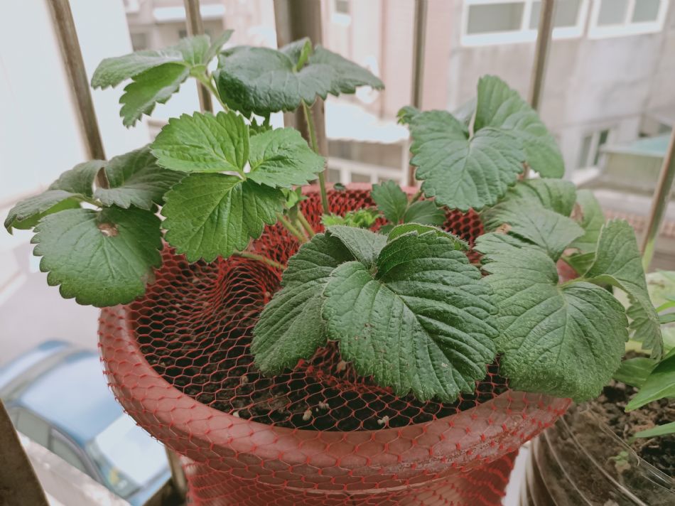 文件 : <FONT COLOR='red'>(109.03.03)種植-2.JPG</FONT> <BR> 尺寸 : <FONT COLOR='blue'>950 × 712</FONT> 圖元 <BR> 格式 : <FONT COLOR='green'>jpg</FONT> <BR> 大小 : <FONT COLOR='green'> -- </FONT> KB