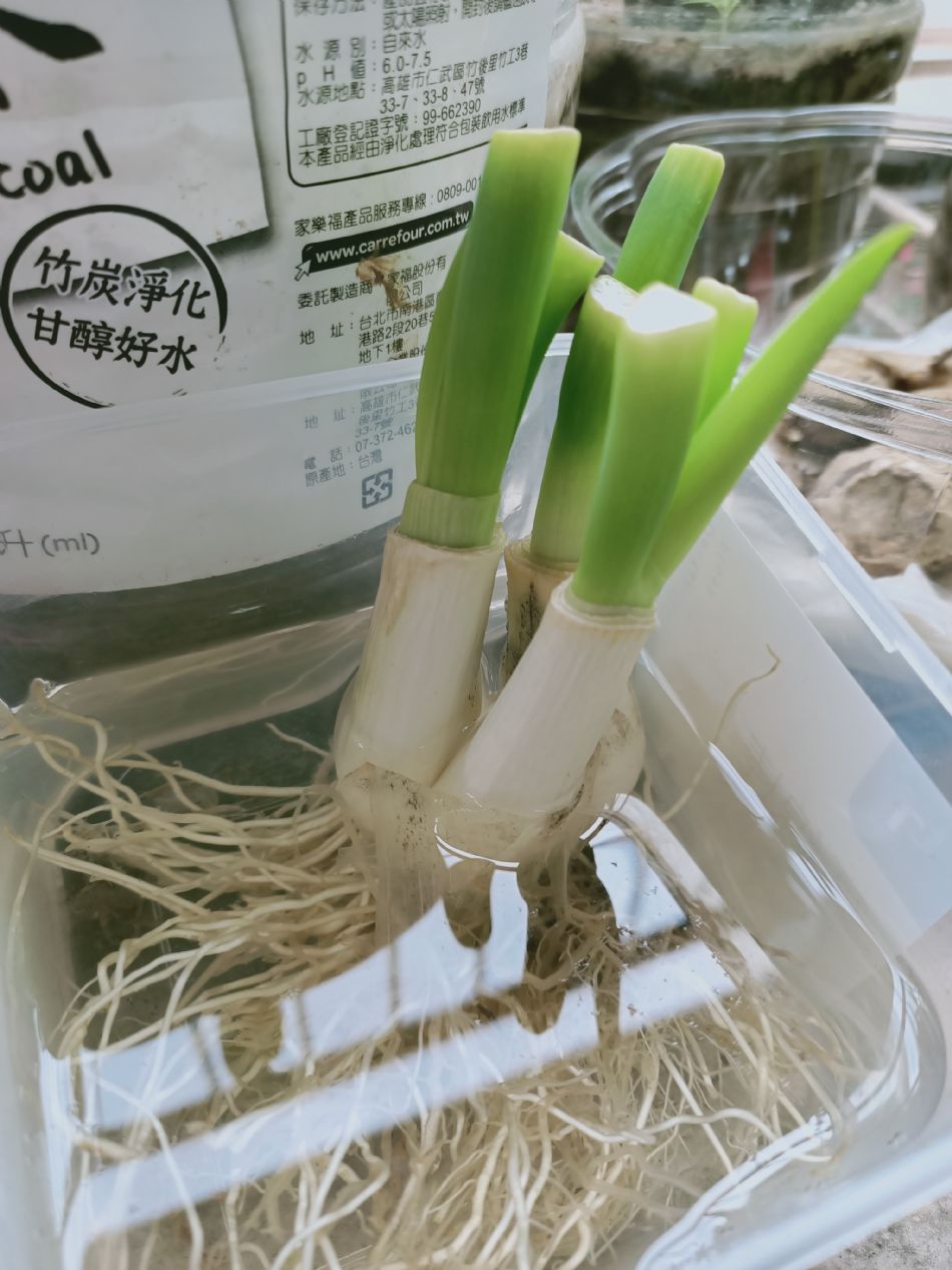 文件 : <FONT COLOR='red'>(109.03.03)種植-5.JPG</FONT> <BR> 尺寸 : <FONT COLOR='blue'>950 × 1267</FONT> 圖元 <BR> 格式 : <FONT COLOR='green'>jpg</FONT> <BR> 大小 : <FONT COLOR='green'> -- </FONT> KB