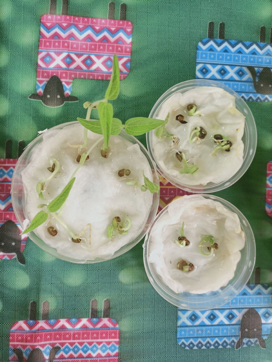 文件 : <FONT COLOR='red'>(109.03.03)種植-6.JPG</FONT> <BR> 尺寸 : <FONT COLOR='blue'>950 × 1267</FONT> 圖元 <BR> 格式 : <FONT COLOR='green'>jpg</FONT> <BR> 大小 : <FONT COLOR='green'> -- </FONT> KB