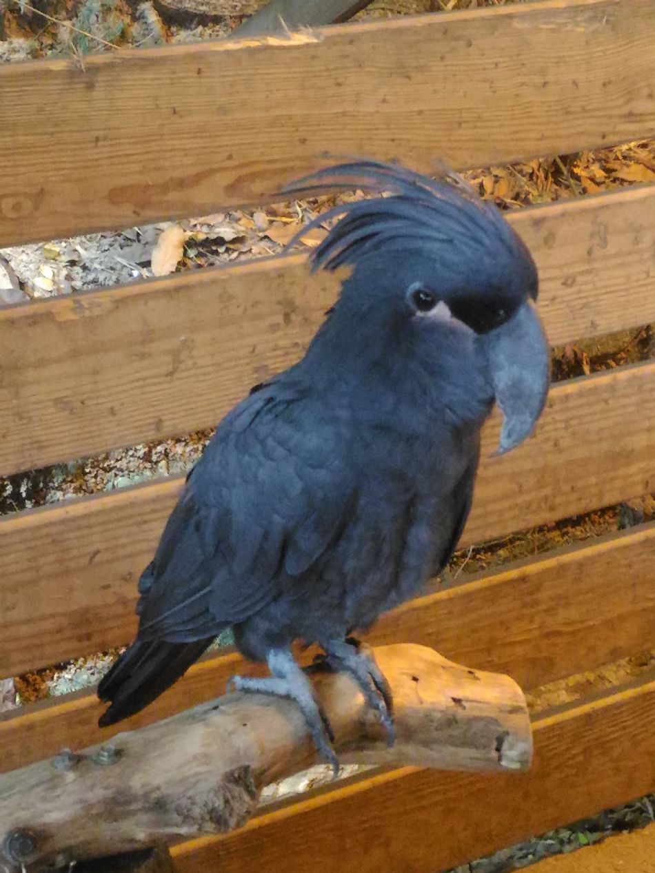 文件 : <FONT COLOR='red'>(108.11.01)戶外教學【綠世界】-21.JPG</FONT> <BR> 尺寸 : <FONT COLOR='blue'>950 × 1267</FONT> 圖元 <BR> 格式 : <FONT COLOR='green'>jpg</FONT> <BR> 大小 : <FONT COLOR='green'> -- </FONT> KB