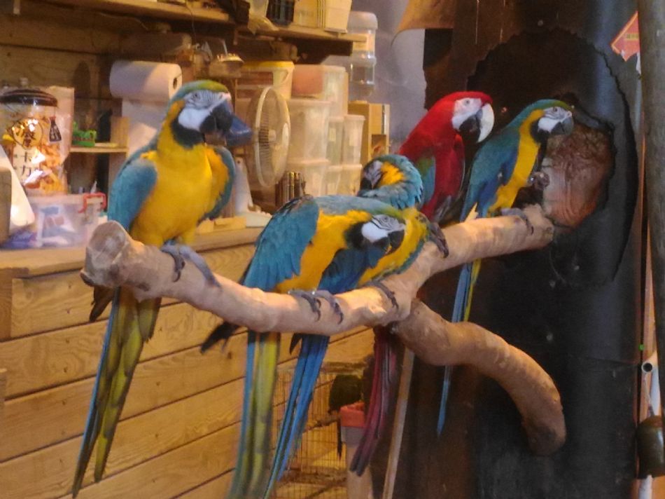 文件 : <FONT COLOR='red'>(108.11.01)戶外教學【綠世界】-29.JPG</FONT> <BR> 尺寸 : <FONT COLOR='blue'>950 × 712</FONT> 圖元 <BR> 格式 : <FONT COLOR='green'>jpg</FONT> <BR> 大小 : <FONT COLOR='green'> -- </FONT> KB